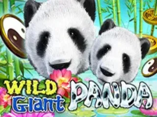 wild giant panda